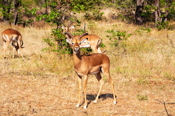 Impala Male, Tuli Block, Botswana