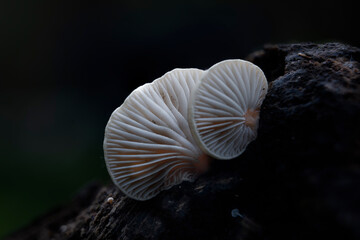 a Mushroom macro photography natural