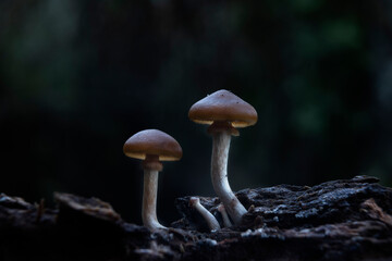 a Mushroom macro photography natural