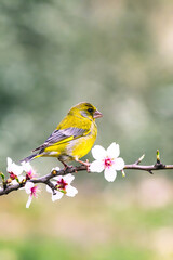European Greenfinch-The European Greenfinch, or just Greenfinch