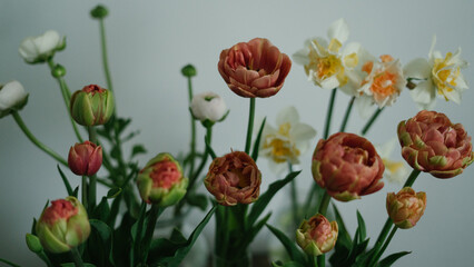 Obraz premium Assortment of tulips, daffodils and ranunculus against blank wall
