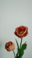 Tulips view from above against white wall