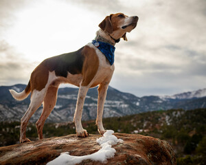 American Foxhound Dog Hiking in Desert in Garden of the Gods Colorado