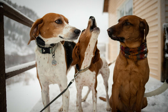 American Foxhound and Redbone Coonhounds Howling in Colorado