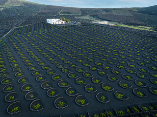 Fototapeta premium volcanic wineyards from aerial view