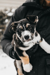 Cut puppy with snow on his face with big sad eyes