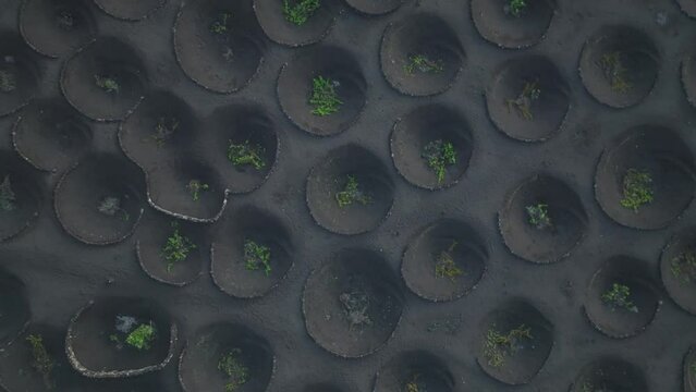 volcanic wineyards from aerial view