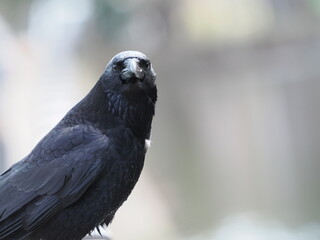 こちらを振り向くハシボソガラス