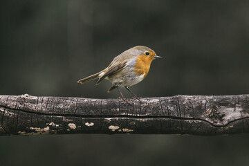 Fototapeta premium Red Robin (Erithacus rubecula) birds close up in a forest