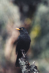Close up portrait of male turdus merula or mirlo