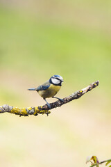 Obraz premium The great tit (Parus major) is a passerine bird