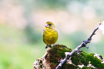 European Greenfinch-The European Greenfinch, or just Greenfinch