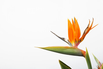 Flower Strelitzia on white background. Bird Paradise. Tenerife, Canary Islands. Tropical garden North Africa. Strelitzia flower Canary islands