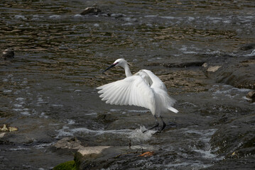 시냇가에서 날카로운 부리로 피라미를 잡아먹는 백로