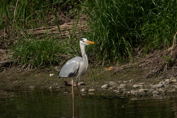 시냇가에서 날카로운 부리로 피라미를 잡아먹는 왜가리