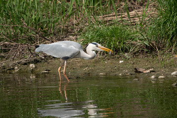 시냇가에서 날카로운 부리로 피라미를 잡아먹는 왜가리