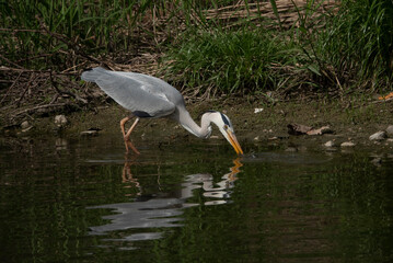 시냇가에서 날카로운 부리로 피라미를 잡아먹는 왜가리