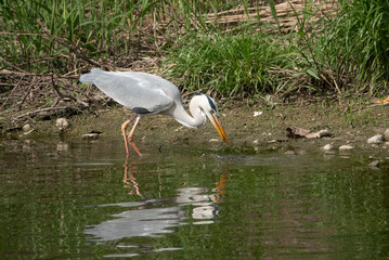 시냇가에서 날카로운 부리로 피라미를 잡아먹는 왜가리
