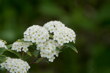 하얀 조팝나무(산조팝나무) 꽃봉오리
