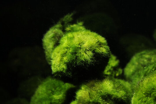 Green algae ball or Marimo (Aegagropila linnaei)