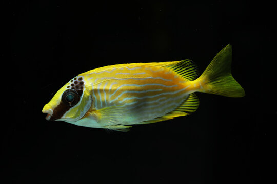 Decorated Rabbitfish or masked spinefoot (Siganus puellus)