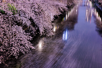 川面を流れる桜の花びら　目黒川