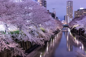 Deurstickers 目黒川の夜桜 © Hikaru