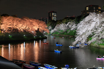 東京の夜桜ライトアップ