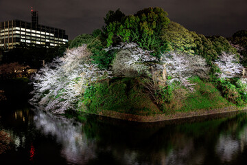お堀に咲く満開の桜　ライトアップ