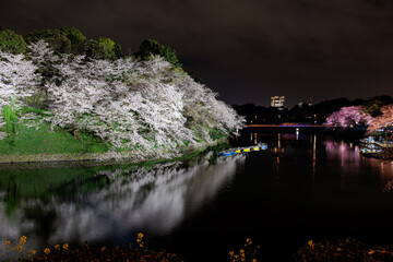 東京春のお花見　ライトアップ