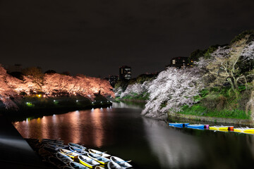 千鳥ヶ淵の桜ライトアップ