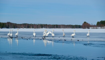 Fototapeta na wymiar swan in the north of Sweden