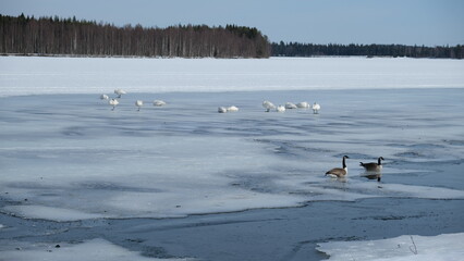 Obraz premium ducks and swans in the snow