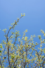 公園にあるフウの木