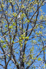 公園にあるフウの木