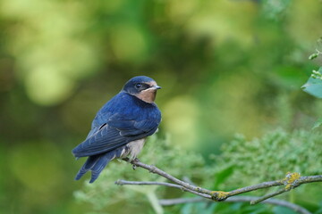 Young Barn swallow sitting on the branch. Hirundo rustica.