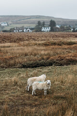 Skye island in Highlands Scotland road with sheeps UK in United Kingdom