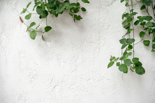 White cement textured wall concrete stone background on plants. White textured wall background © Charlie's