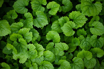 bright juicy greens for the background