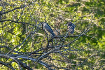 pair of black-crowned night herons in a tree