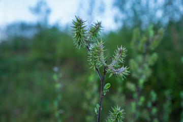 close up of plants in spring