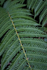 Fern leaves in the forest