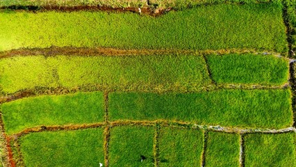 aerial drone view of paddy farming in India HD