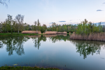 Obraz premium reflection of trees in water