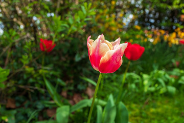 red and white tulips