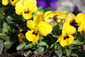 Sweden. The garden pansy (Viola × wittrockiana) is a type of large-flowered hybrid plant cultivated as a garden flower. 
