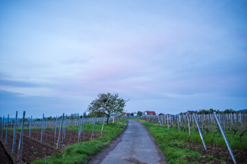 path in a vineyard