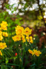 daffodils