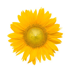 Isolated sunflower flower. Close-up. View from above. The symbol of the sun. The amulet of the family. Concept. Hexagon.