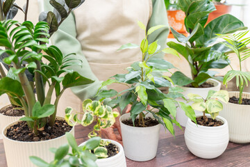 Home gardening, hobby, freelancing, cozy workplace. Grandmother gardener housewife in an apron holds a pot of ficus benjamin in her hands